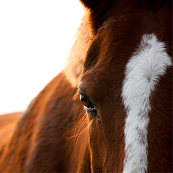 horse photo